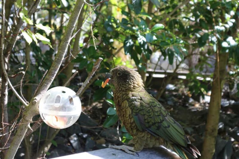 Wellington Zoo General Entry Tickets - Key Points