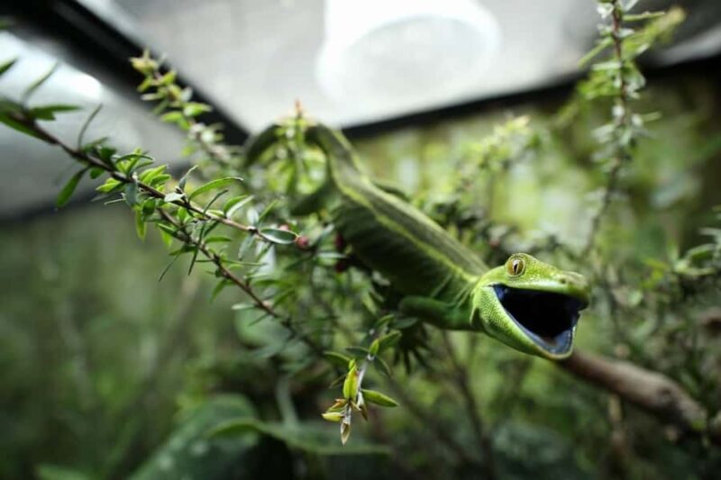 Wellington Zoo General Entry Tickets - What Makes Wellington Zoo Stand Out