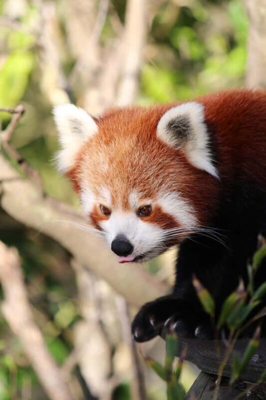 Wellington Zoo General Entry Tickets - Authentic Visitor Perspectives