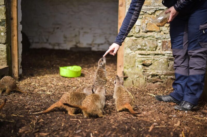 Wells House, Co Wexford: Entry, Picnic & Meerkat fun - The Value Proposition
