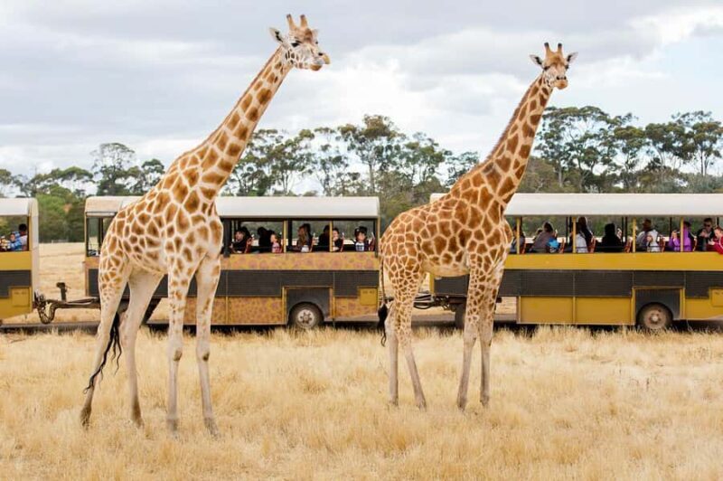 Werribee Open Range Zoo: Entry Ticket - Exploring the Grounds: What You Can Expect