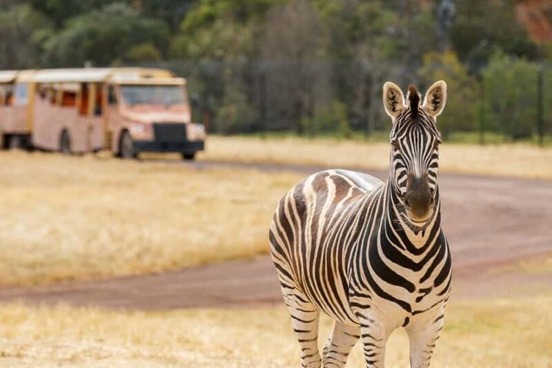 Werribee Open Range Zoo: Entry Ticket - The Sum Up: Is Werribee Open Range Zoo Worth It?