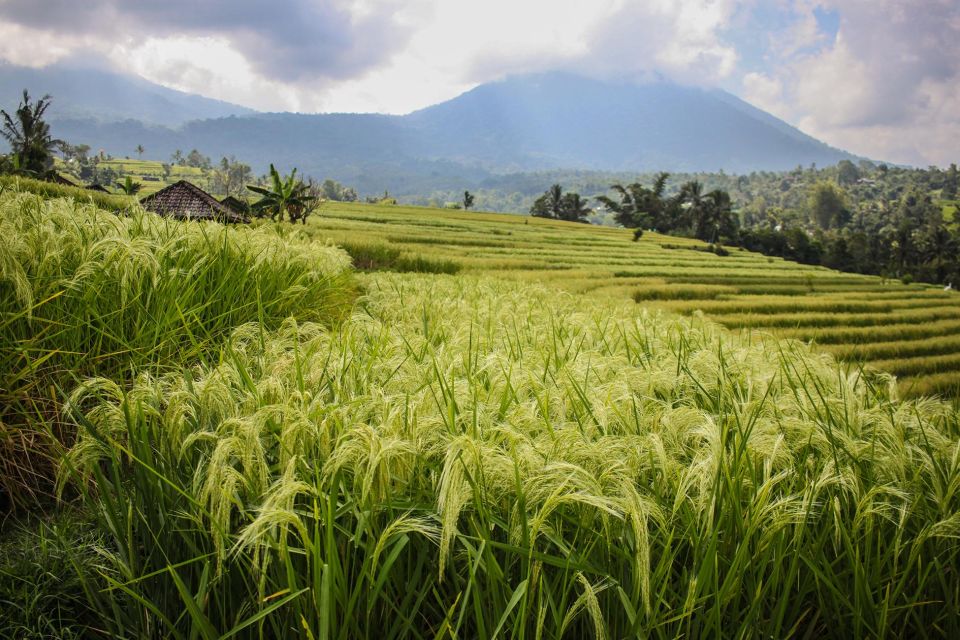 West Bali: Jatiluwih Rice Terrace and Tanah Lot Sunset Tour - Trekking Jatiluwih Rice Terraces