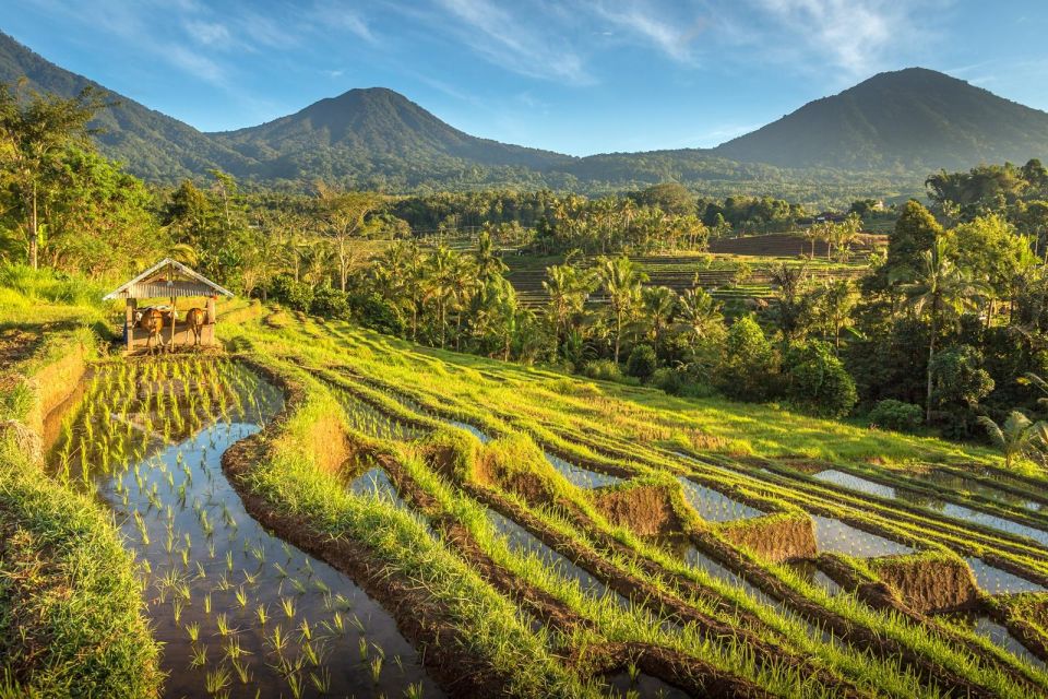 West Bali: Jatiluwih Rice Terrace and Tanah Lot Sunset Tour - Important Information and Recommendations