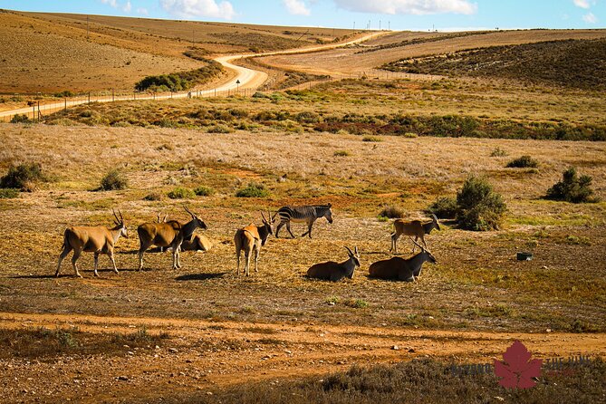 West Coast Safari and Khoi San Village COMBO - PRIVATE TOUR - Savoring the Traditional South African Cuisine