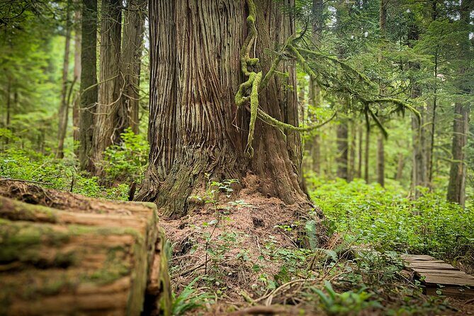 West Coast Wildlife Rainforest Waterfall and Beaches - A Closer Look at the Experience
