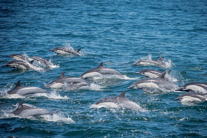 West Harbor LA Whale and Dolphin Watching Cruise - A Closer Look at the Experience