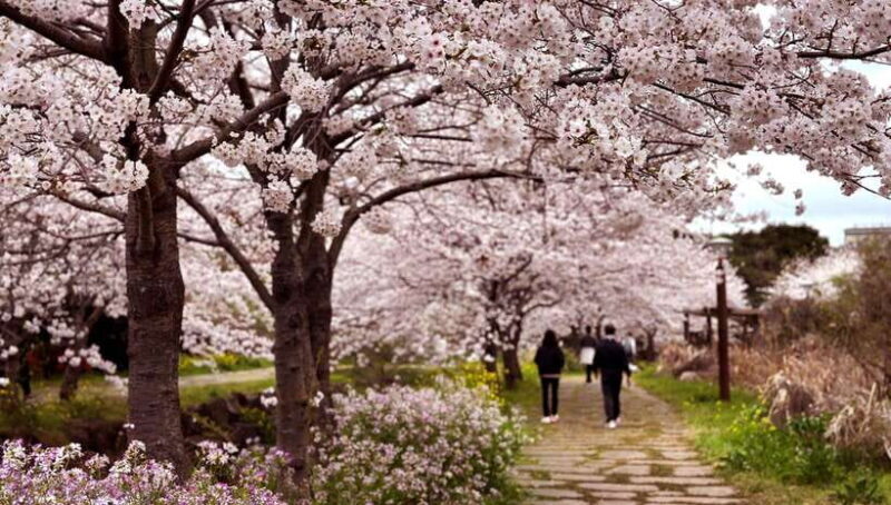 West Jeju Cherry Blossom Strawberry Picking Small Group Tour - An In-Depth Look at the Tour
