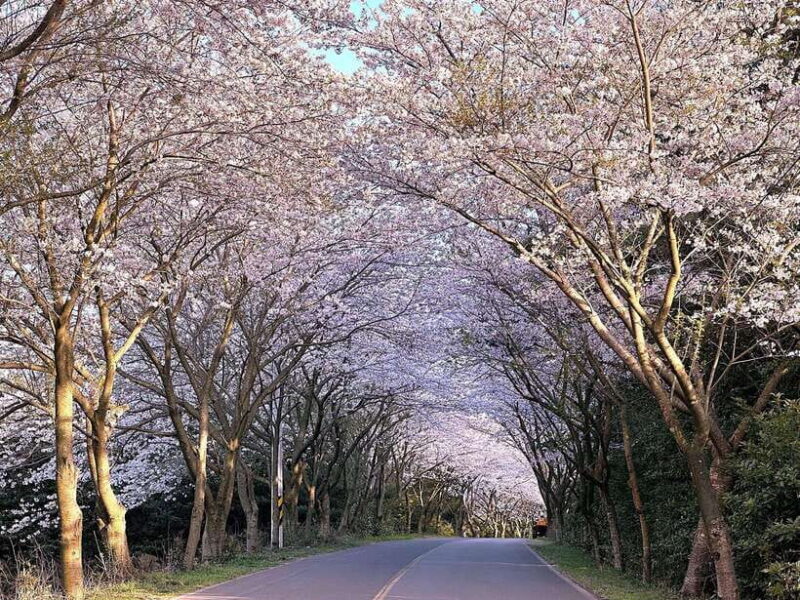 West Jeju Cherry Blossom Strawberry Picking Small Group Tour - Final Thoughts: Who Should Book This Tour?