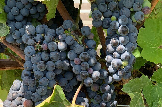 West Kelowna Full Day Wine Tour - Authentic Experiences and Personal Highlights