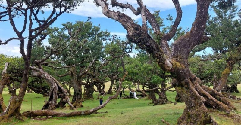 West Madeira:, Laurel Forest, Waterfall, Rock Pools, Walk - An In-Depth Look at the Itinerary and What It Means for You
