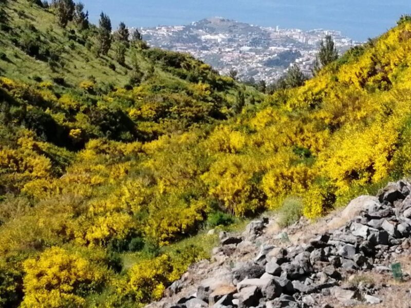 West Madeira:, Laurel Forest, Waterfall, Rock Pools, Walk - Final Thoughts: Is This Tour for You?