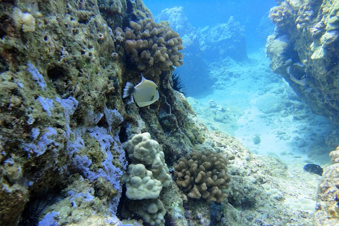West Maui Snorkeling Experience by Boat From Kaanapali - Inclusions and Amenities
