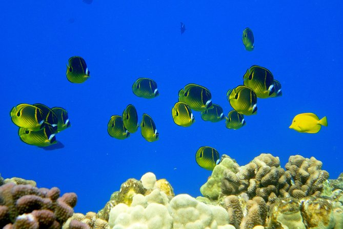 West Maui Snorkeling Experience by Boat From Kaanapali - Important Information