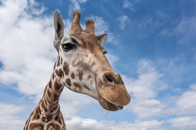 West Midlands Safari Park: Day Admission Ticket - Key Points
