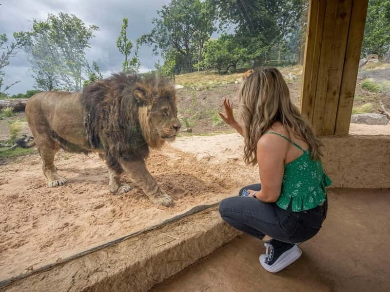 West Midlands Safari Park: Day Admission Ticket - An In-Depth Look at the Experience