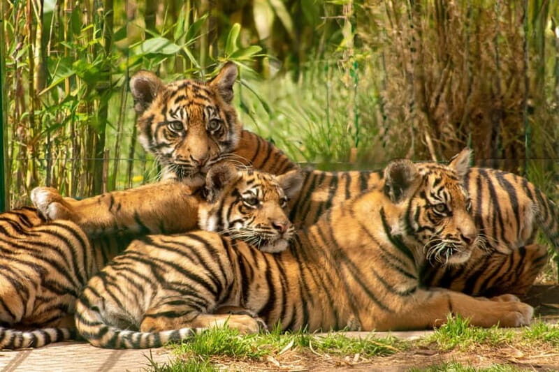 West Midlands Safari Park: Day Admission Ticket - Final Thoughts: Is It Worth It?