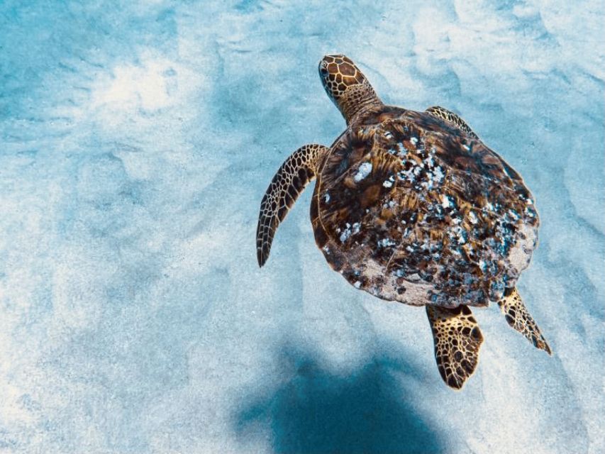 West Oahu: Dolphin Watching and Snorkeling Catamaran Cruise - Highlights of the Tour