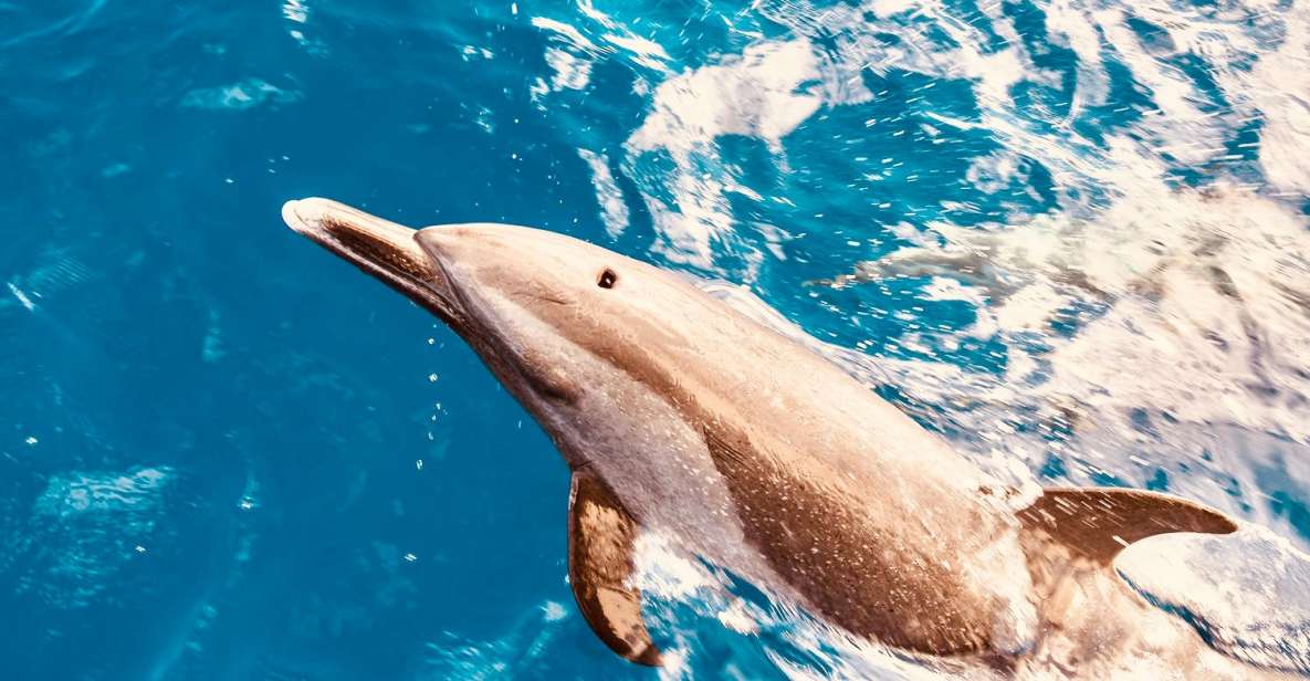 West Oahu: Dolphin Watching and Snorkeling Catamaran Cruise - Inclusions and Amenities