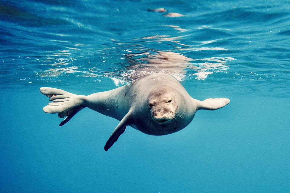 West Oahu: Dolphin Watching and Snorkeling Catamaran Cruise - Frequently Asked Questions