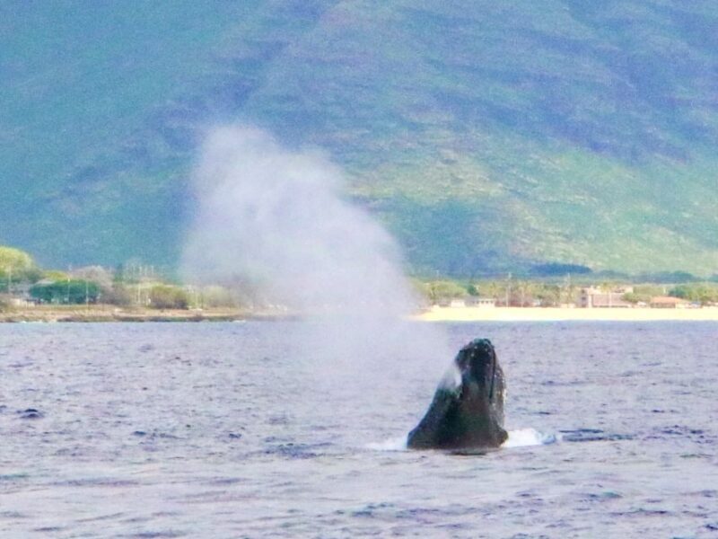 West O'ahu: Swim with Dolphins Catamaran Cruise - Key Points