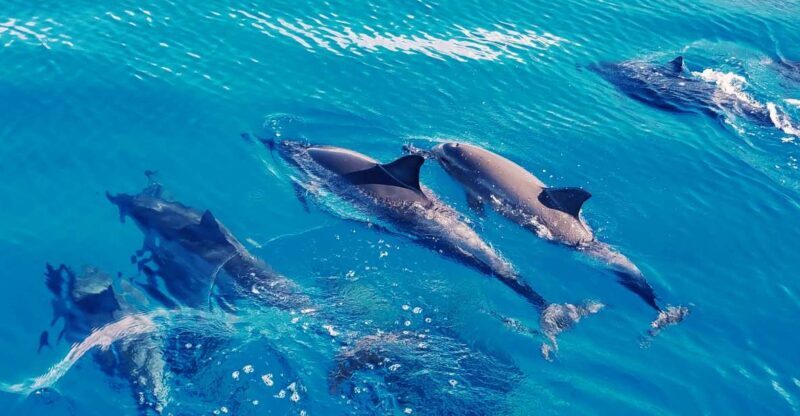 West O'ahu: Swim with Dolphins Catamaran Cruise - An In-Depth Look at the Tour Experience