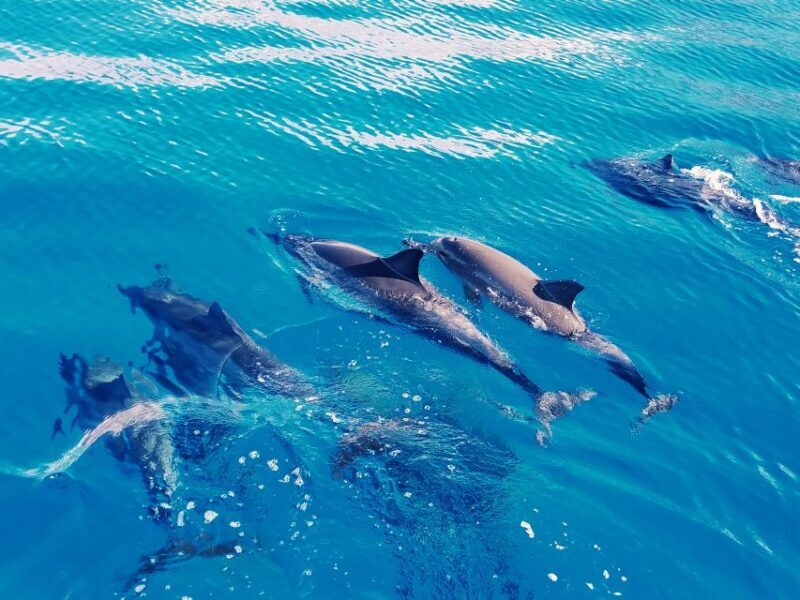 West O'ahu: Swim with Dolphins Catamaran Cruise - FAQ