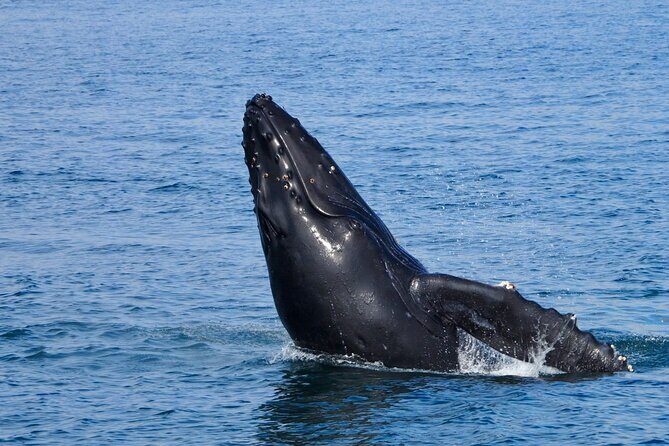 West Oahu Whale Watch & Turtle Snorkel with Whale Guarantee - The Sum Up