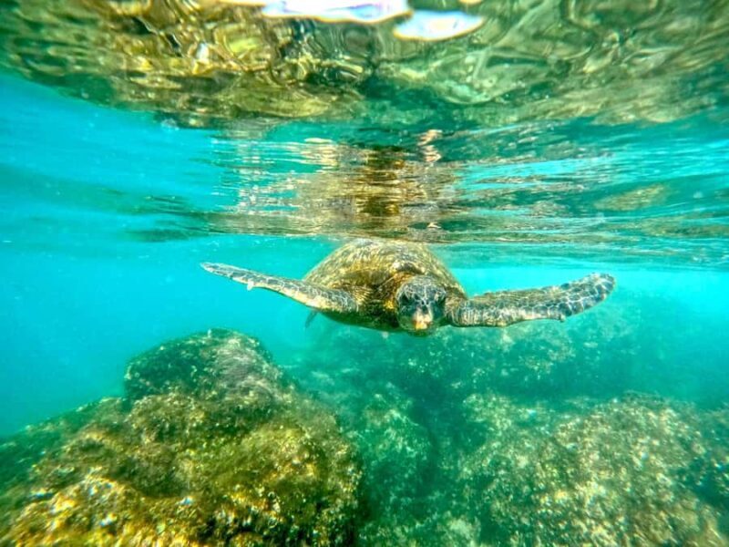 West Palm Beach: Beginner Snorkel Tour with Turtles & Videos - Pricing and Value