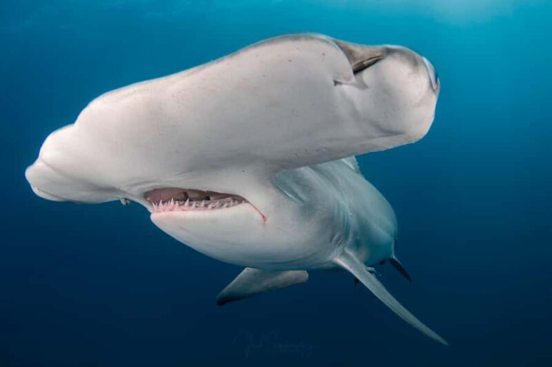 West Palm Beach: Shark Snorkel Adventure with Gung Ho Divers - FAQ