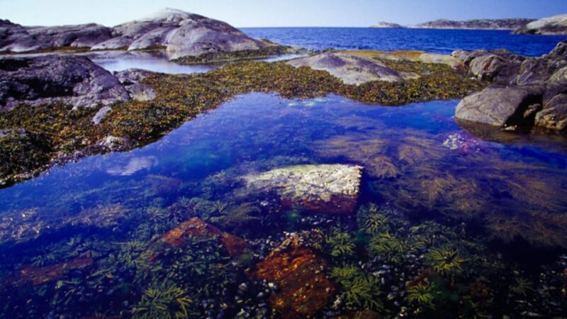 West Sweden: Today's Catch Sea Kayak Tour - The Value Proposition