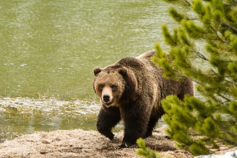 West Yellowstone: National Park Wildlife Tour With Guide - Key Points