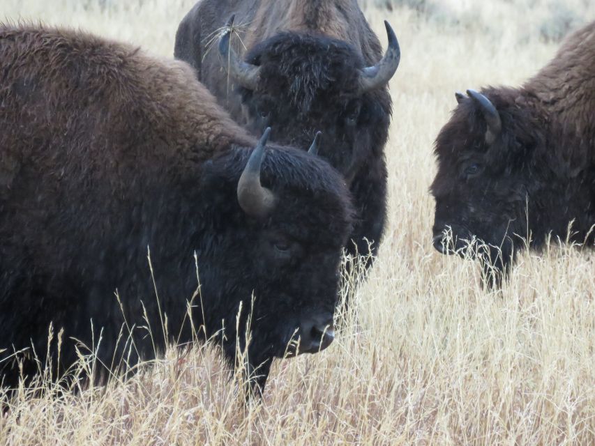 West Yellowstone: Yellowstone Day Tour Including Entry Fee - Inclusions