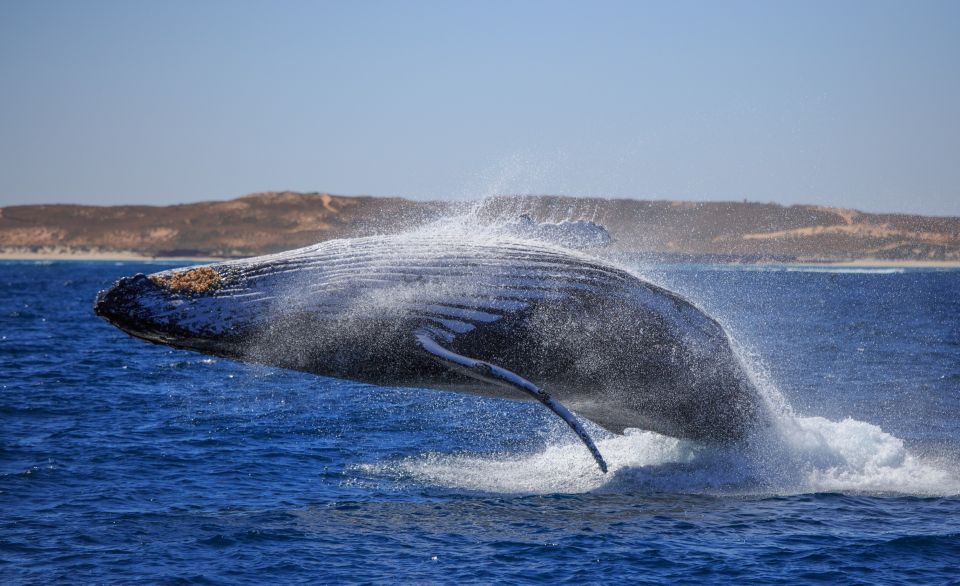 Western Australia: Swim With Humpback Whales - Key Points