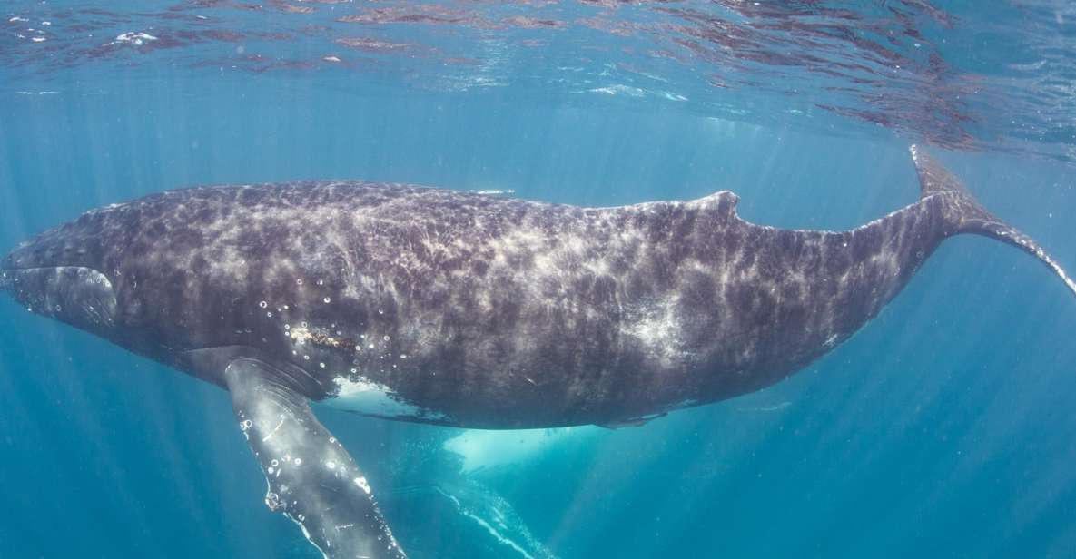 Western Australia: Swim With Humpback Whales - Inclusions