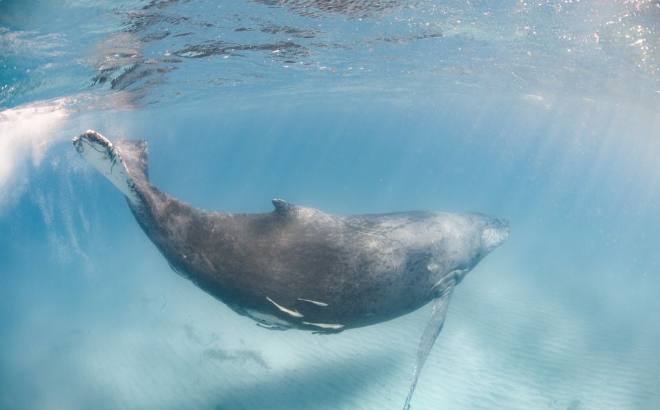 Western Australia: Swim With Humpback Whales - Booking Information