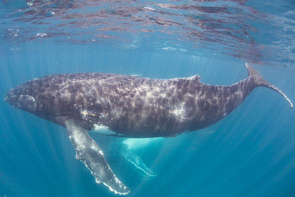 Western Australia: Swim With Humpback Whales - Additional Tips