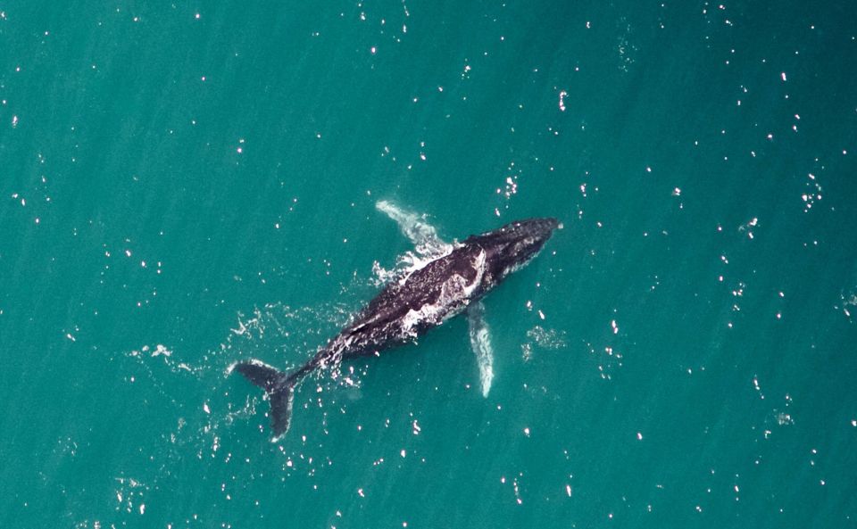 Western Australia: Swim With Humpback Whales - Frequently Asked Questions
