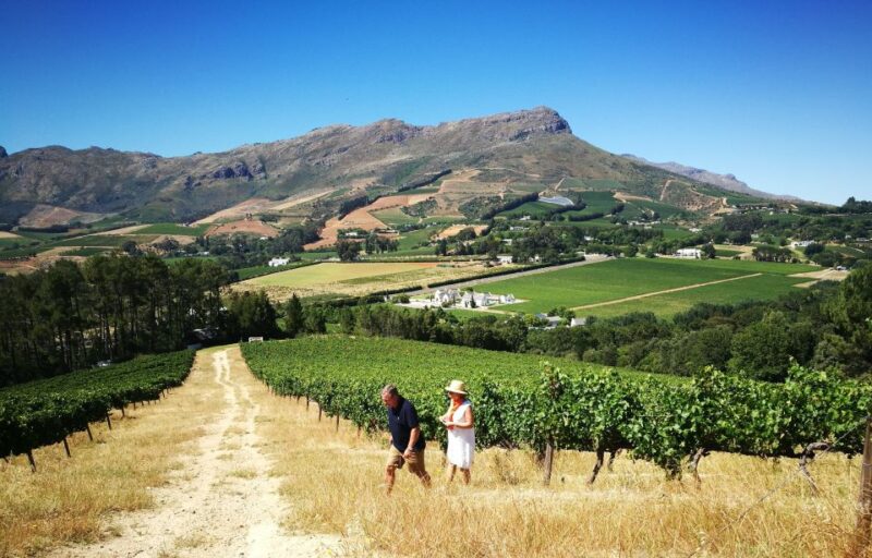 Western Cape: Winelands Tasting and Cellar Tour With Guide - Cellar Tour Experience