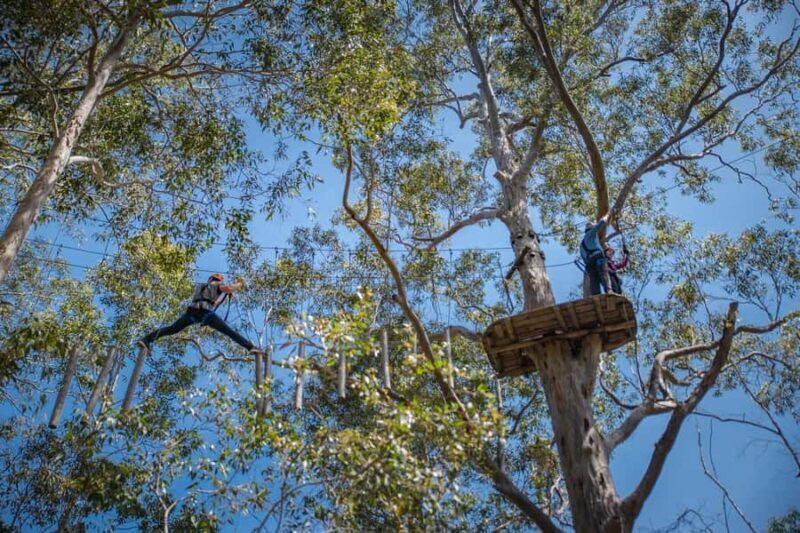 Western Sydney: Tree Ropes Courses - An In-Depth Look at the Tree Ropes Course Experience