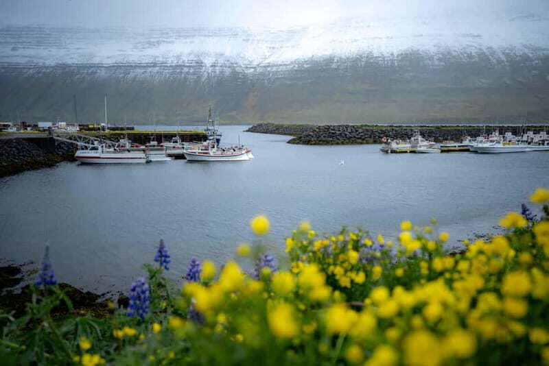 Westfjords Express Half-Day Tour from Ísafjörður - Who Would Love This Tour?