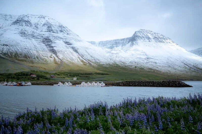 Westfjords Express Half-Day Tour from Ísafjörður - The Sum Up