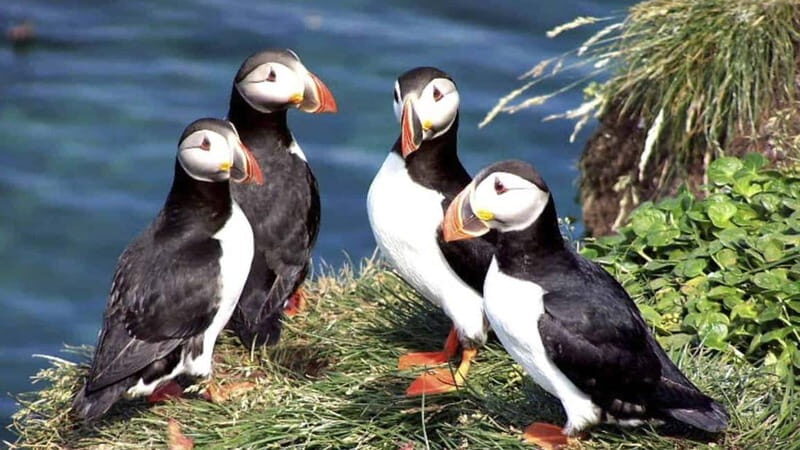 Westman Islands (Vestmannaeyjar) Private Day Tour - Transportation, Timing, and Group Size
