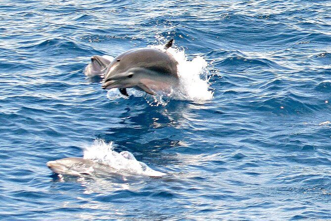 Whale and Dolphin Watching Cruise in St Lucia - An Authentic St. Lucia Marine Adventure: What You Can Expect