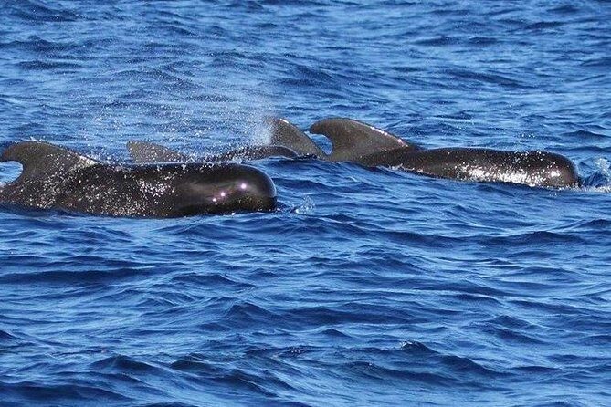 Whale and Dolphin Watching Cruise in St Lucia - Who Might Want to Think Twice
