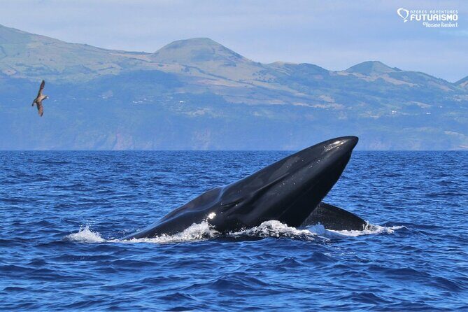 Whale and dolphin watching in Pico Island - Final Thoughts