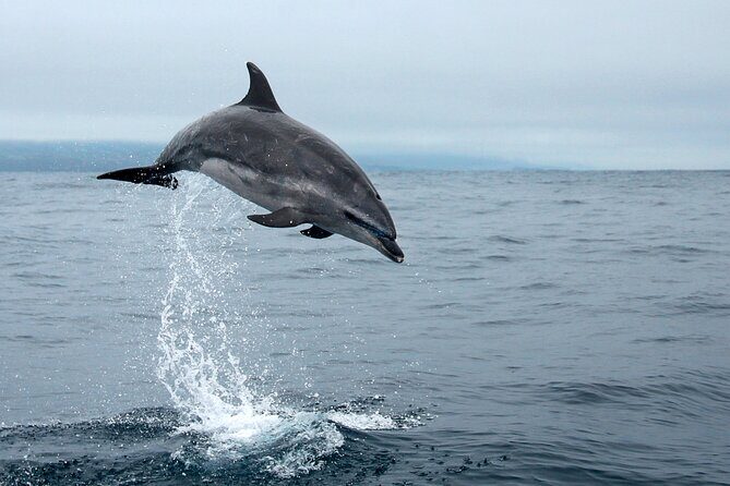 Whale and dolphin watching in Pico Island - FAQ