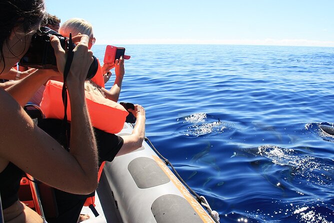 Whale and Dolphin Watching Tour From Funchal - Itinerary and Inclusions