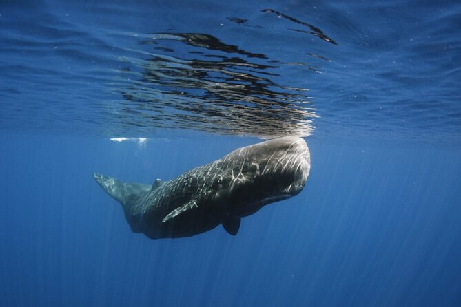 Whale and Dolphin Watching Tour From Funchal - Meeting Point and Accessibility