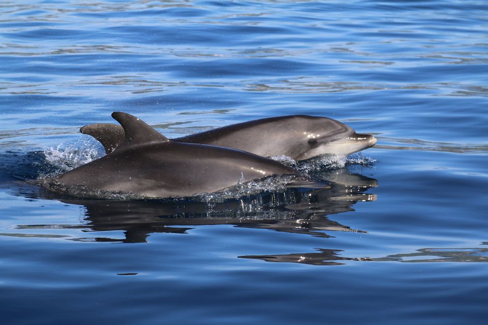 Whale and Dolphin Watching With Vila Franca Islet Visit - Whale and Dolphin Watching